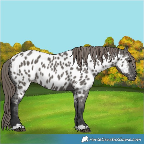 Horse Color:Grullo Appaloosa