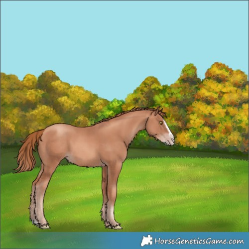 Horse Color:Gold Champagne Splash