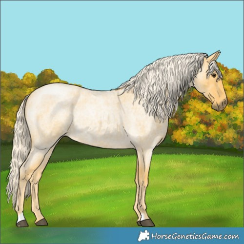 Horse Color:Palomino Roan Rabicano 