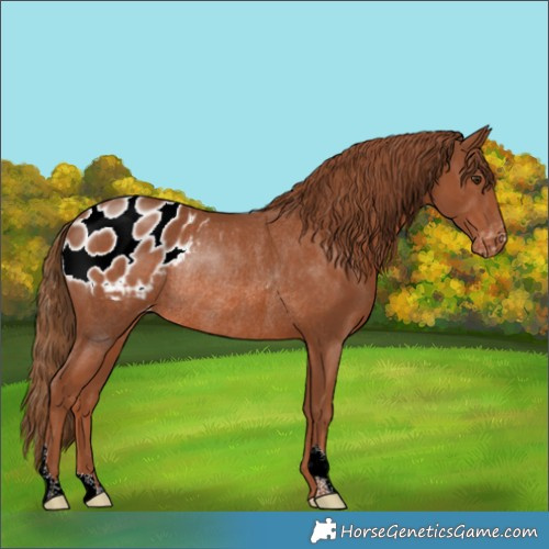 Horse Color:Chestnut Appaloosa Rabicano 