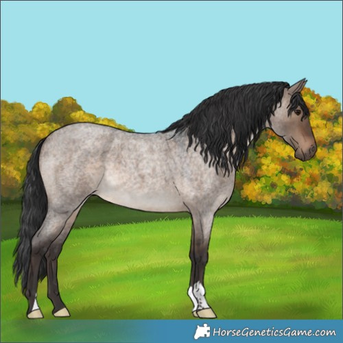 Horse Color:Brown Roan Dun 