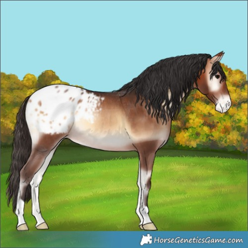 Horse Color:Bay Onyx Blanket Rabicano 