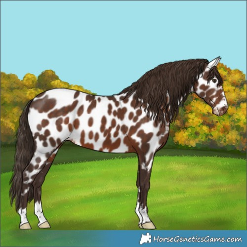Horse Color:Liver Chestnut Near Leopard