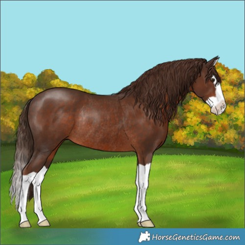 Horse Color:Liver Chestnut Splash Rabicano