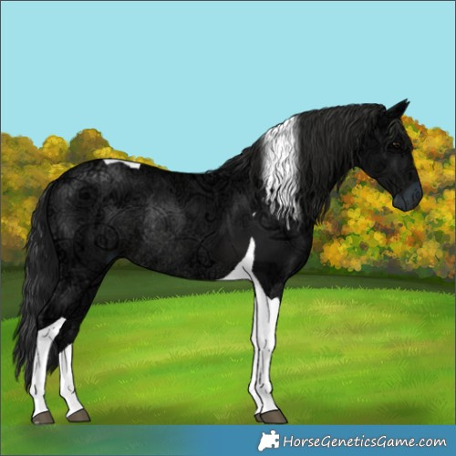 Horse Color:Gray Smoky Black Ice Tobiano Rabicano 