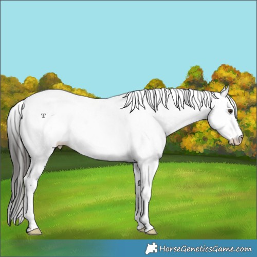 Horse Color:White Spotted Liver Chestnut Fewspot
