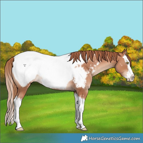 Horse Color:Gold Champagne Splash Near Fewspot Rabicano