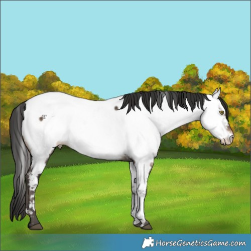 Horse Color:Bay Dun Fewspot 