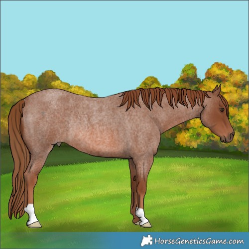 Horse Color:Red Roan Rabicano 