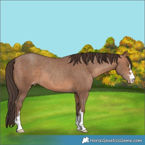 Horse Color:Sable Champagne Varnish 