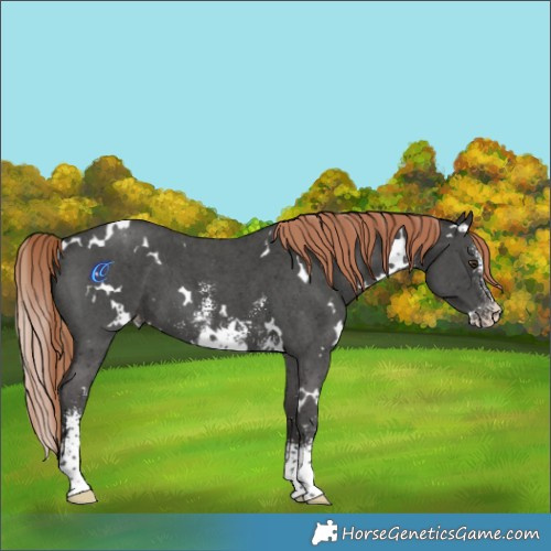 Horse Color:White Spotted Liver Chestnut Sabino Varnish 