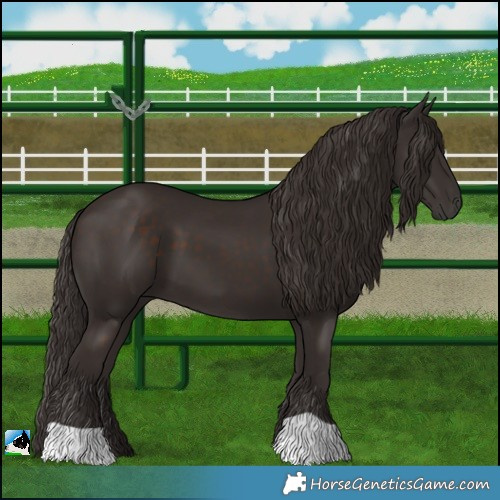 Horse Color:Liver Chestnut 
