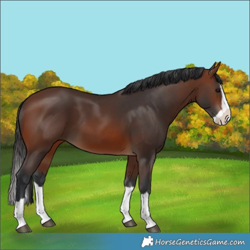 Horse Color:Brown Splash 