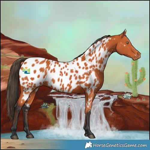 Horse Color:Bay Near Leopard 