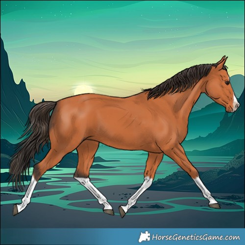 Horse Color:Bay Splash Frame 