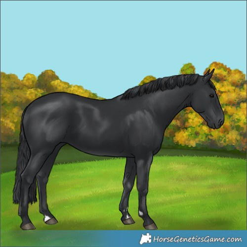 Horse Color:Black 