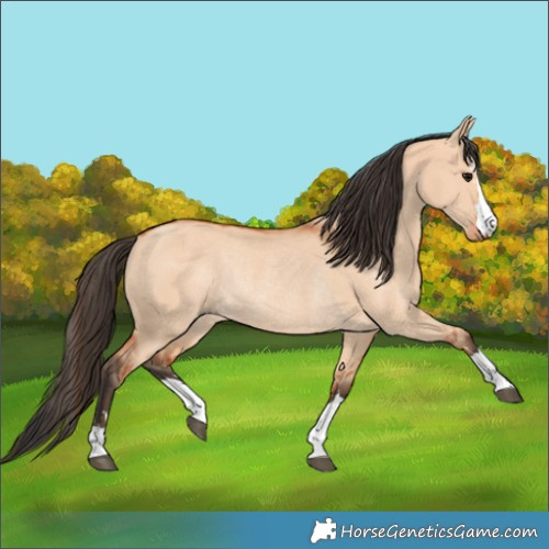 Horse Color:Bay Dun Rabicano 