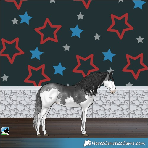 Horse Color:Black Splash Rabicano 
