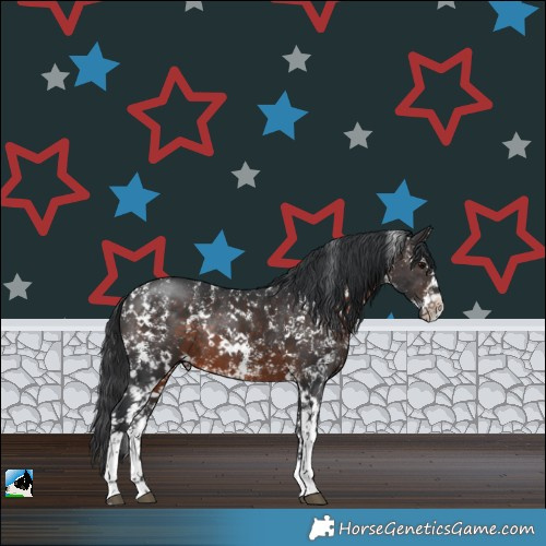Horse Color:Brown Sabino Rabicano