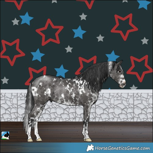 Horse Color:White Spotted Black Sabino Rabicano