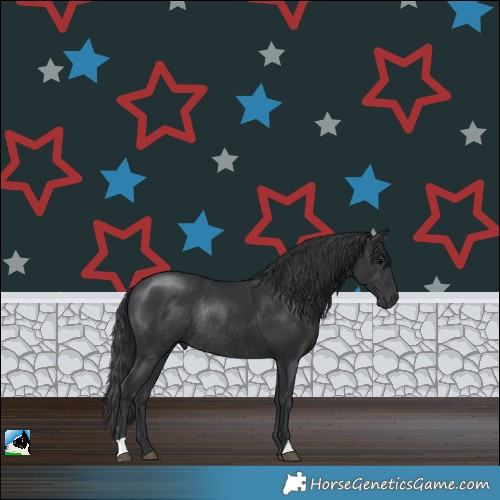 Horse Color:Black Rabicano