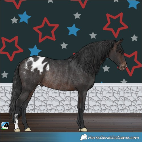 Horse Color:Brown Appaloosa Rabicano 