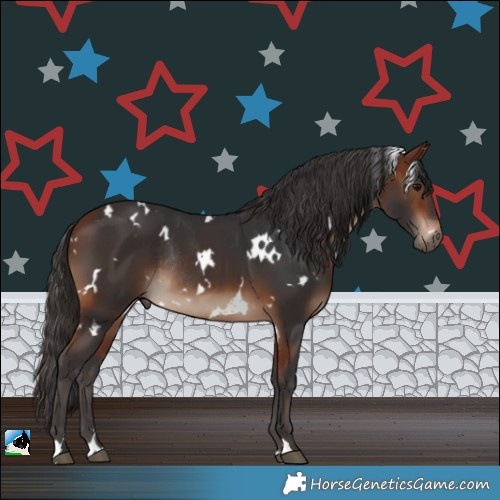 Horse Color:White Spotted Bay Rabicano 