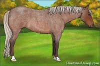 Horse Color:Silver Bay Roan 