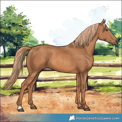 Horse Color:Chestnut 