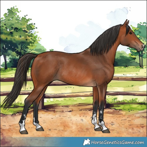 Horse Color:Bay Rabicano 
