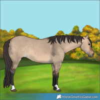 Horse Color:Bay Dun