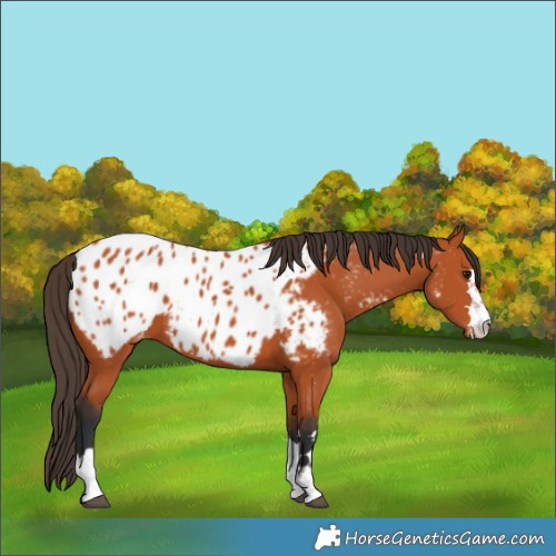 Horse Color:Bay Blanket