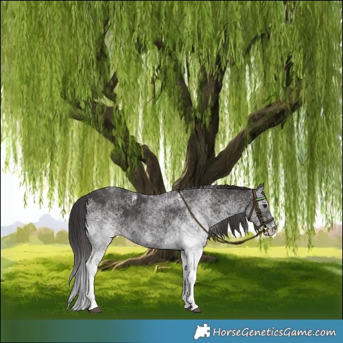Horse Color:White Spotted Smoky Black