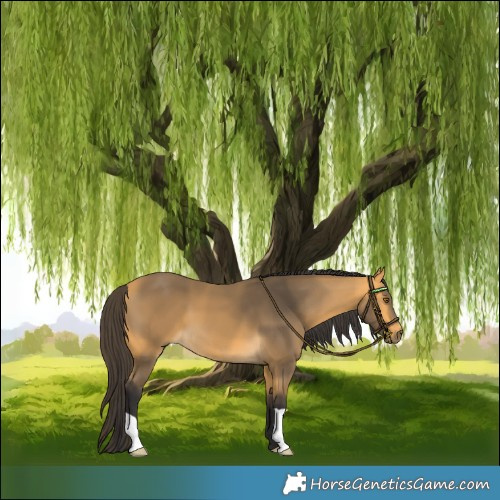 Horse Color:Buckskin