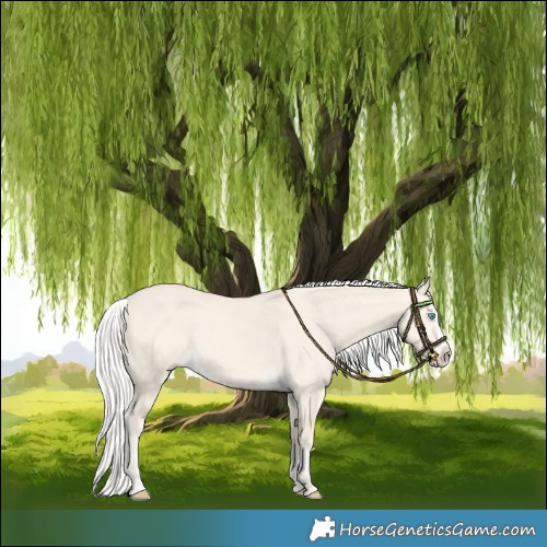 Horse Color:Silver Perlino Dun Splash 