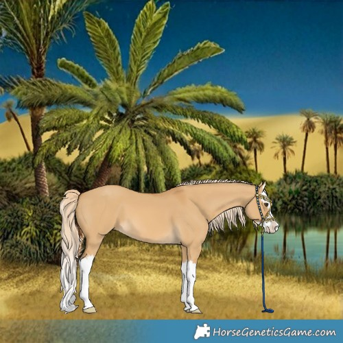 Horse Color:Palomino Dun Splash 