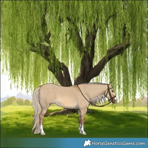 Horse Color:Chocolate Palomino Dun