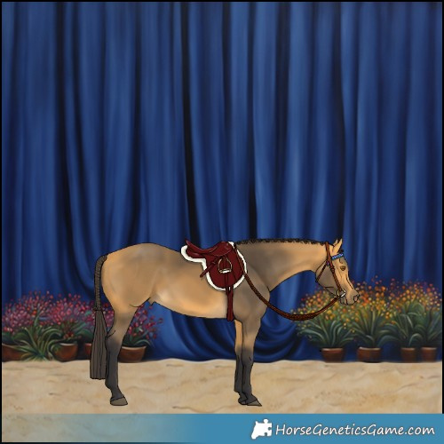 Horse Color:Buckskin