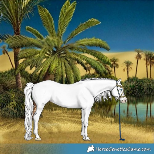 Horse Color:Silver Perlino Dun Frame Near Leopard