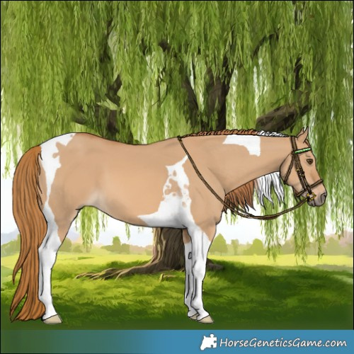 Horse Color:Red Dun Tobiano 