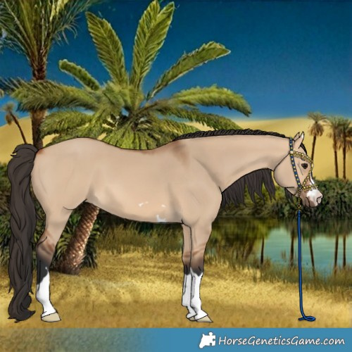 Horse Color:Bay Dun