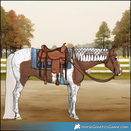 Horse Color:Silver Black Tobiano 