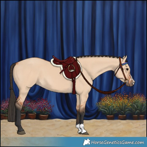 Horse Color:Bay Dun 