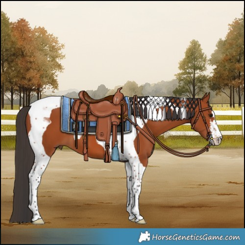 Horse Color:Bay Tobiano