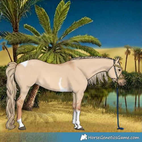 Horse Color:Red Dun Tobiano 