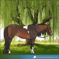 Horse Color:Bay Tobiano
