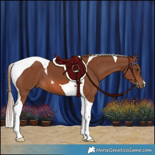 Horse Color:Chestnut Tobiano 
