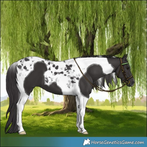 Horse Color:Smoky Black Tobiano