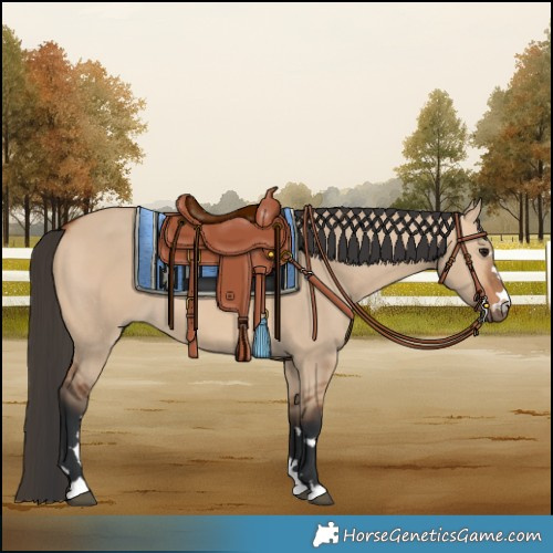 Horse Color:Bay Dun 