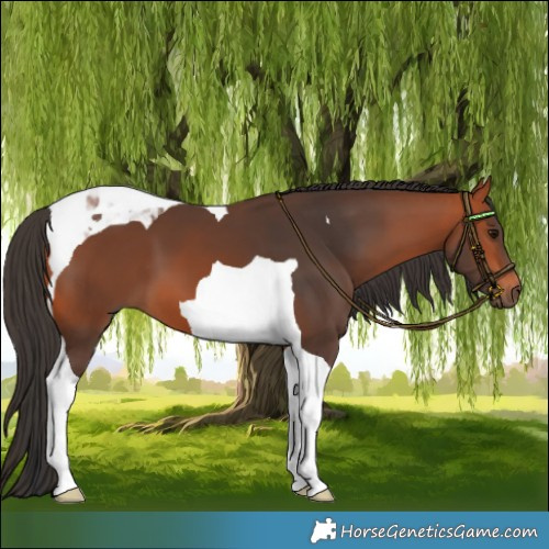 Horse Color:Bay Tobiano